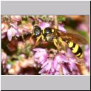 Mellinus arvensis - Kotwespe w28.jpg